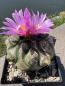 Preview: Thelocactus buekii